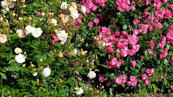 planter une haie de rosiers